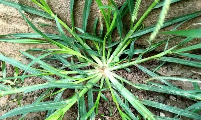 牛筋草3.png