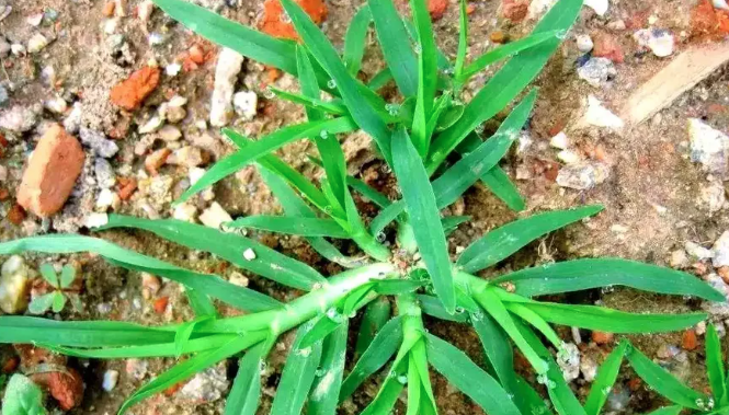 牛筋草1.png