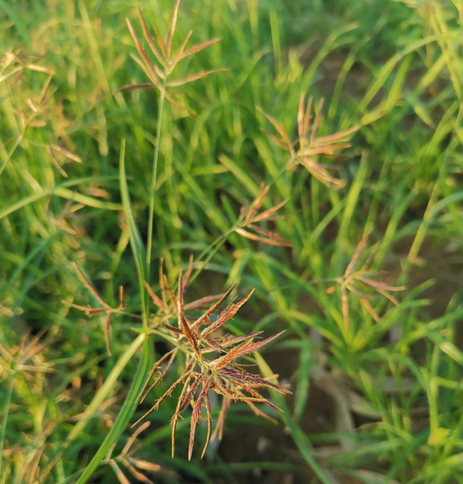香附子3.png
